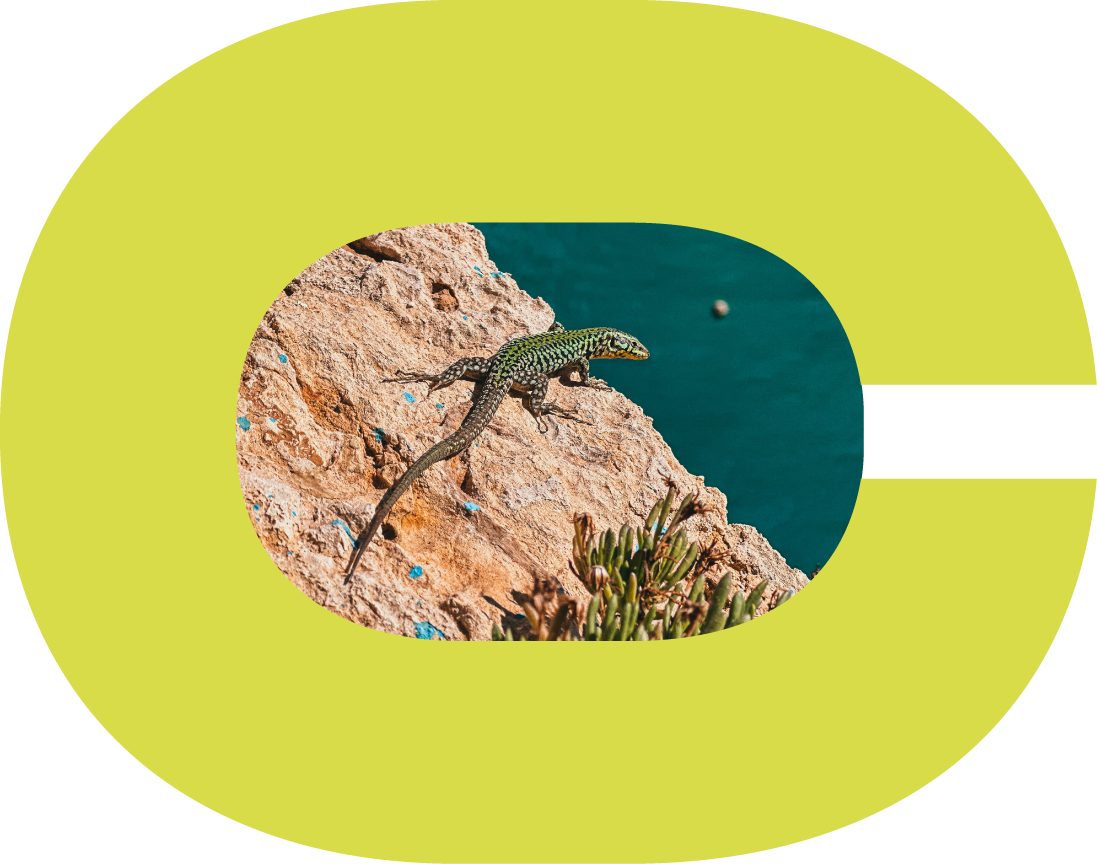 Mascotte de My Carbone