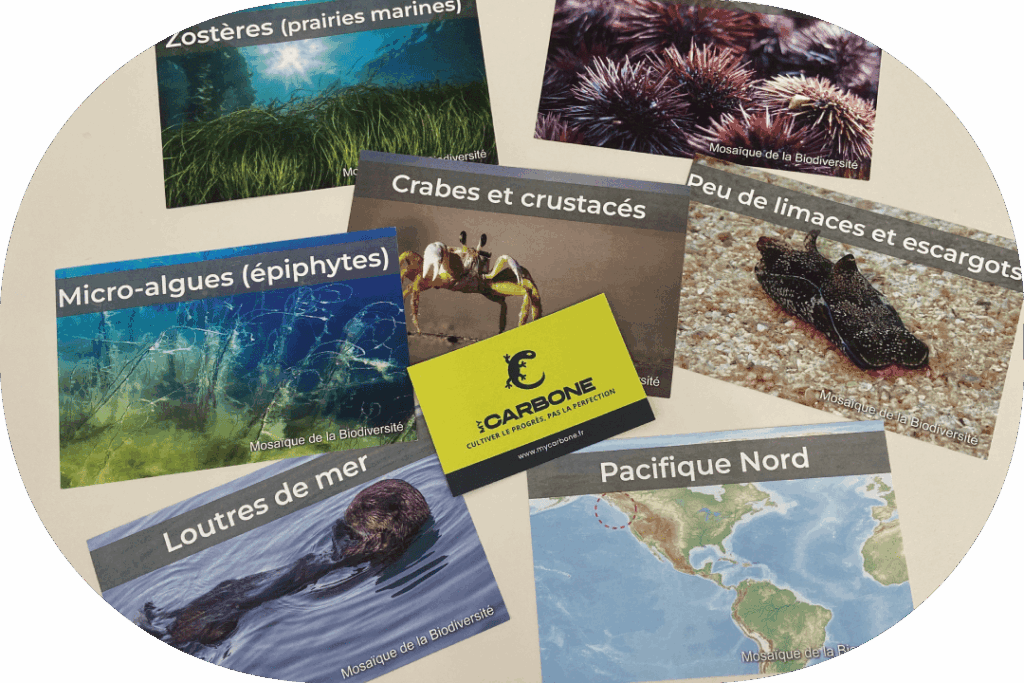 Fresque de la Biodiversité, My Carbone