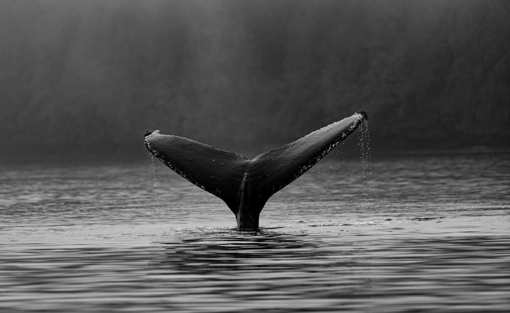 Biodiversité et RSE